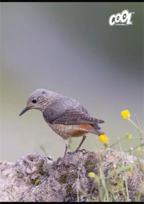 Cool by victoria COR_ISVFC102 nagyítás