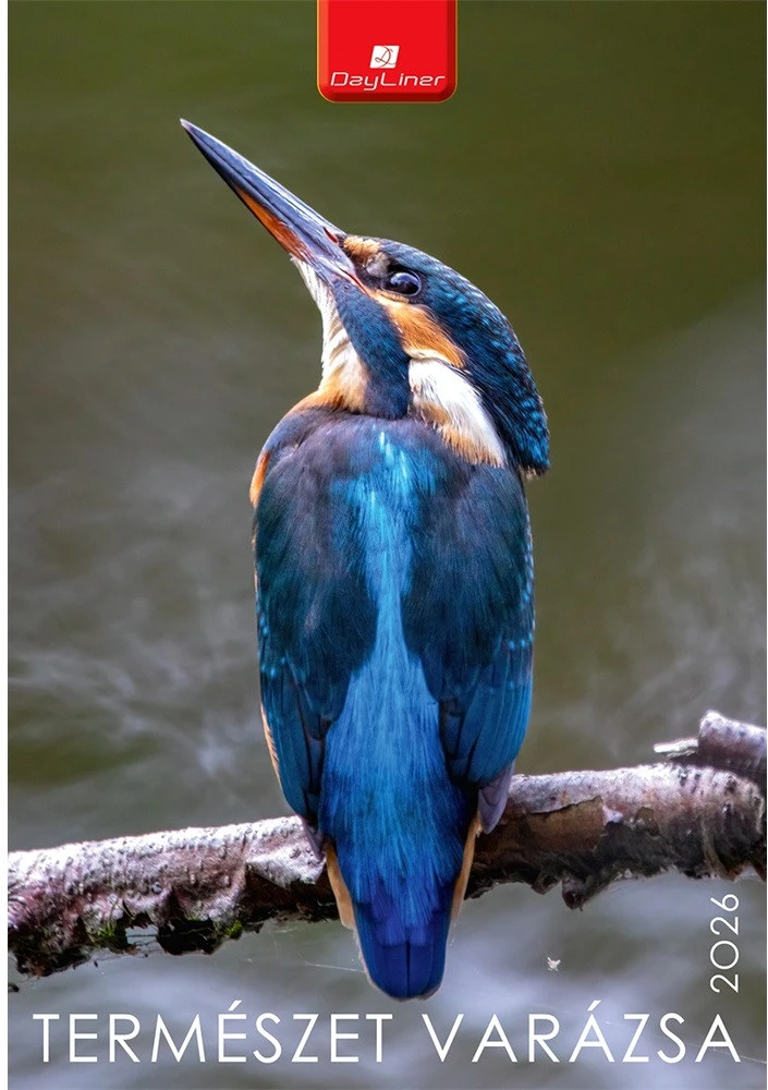 Dayliner DL6FA-TVB4 nagyítás