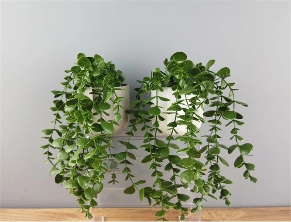 Iris E5810 nagyítás