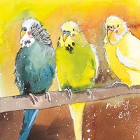 Alex clark AC328 Képeslap  borítékkal, 14x14 cm, papagájok kép