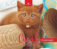 Dayliner COR_NAS500325 Naptár, asztali, álló,  