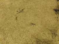 Fekete 20251021ROBOKKERSARGAFEKETE Merített papír gyűrt 80x60 cm okkersárga -  1 ív kifutó termék kép