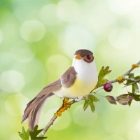 Garden of eden 11697 Kerti dekoráció - madárka - 11,5 cm - 4 féle kép