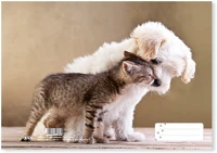 Pd PPP0019-0233 Füzetborító pd a/5 puszi kép