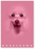 Pigna P1111-1292 Monocromo pink a4 38 lap, tűzött, vonalas füzet kép