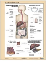 Stiefel 15.19258 Tanulói munkalap  a/4 emésztőrendszer - emésztés kép