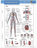 Stiefel 15.19259 Tanulói munkalap  a/4 vérkeringés kép