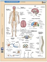 Stiefel 15.19260 Tanulói munkalap  a/4 idegrendszer kép