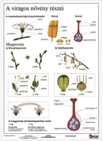 Stiefel 15.19261 Tanulói munkalap  a/4 virágos növény részei kép