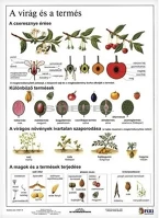Stiefel 15.19262 Tanulói munkalap  a/4 virág és a termés kép