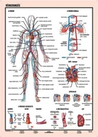 Stiefel COR_VTM60 Tanulói munkalap, a4,   