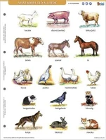 Stiefel COR_VTM89 Tanulói munkalap, a4, 