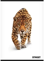 Street 01.03025 Füzet sima  a/4 54 lapos safari kép