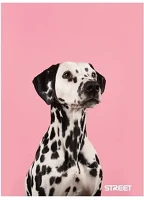 Street 01.03674 Füzet kockás  a/4 54 lapos friends kép