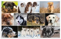 Herma 19378 Könyöklő  55x35 cm kutyák kép