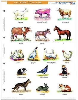 Stiefel 15.00568 nagyítás