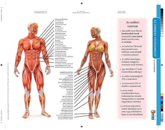 Stiefel 275867 nagyítás