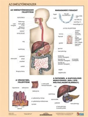Stiefel COR_VTM59 nagyítás